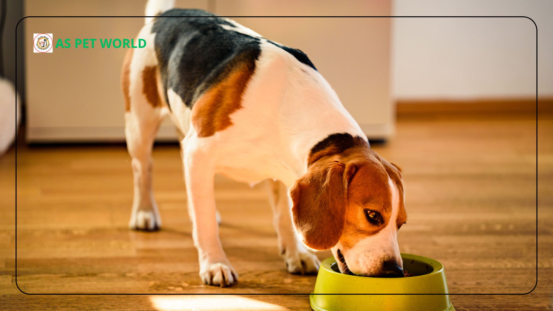 Benefits of Feeding JerHigh Gravy to Your Dog