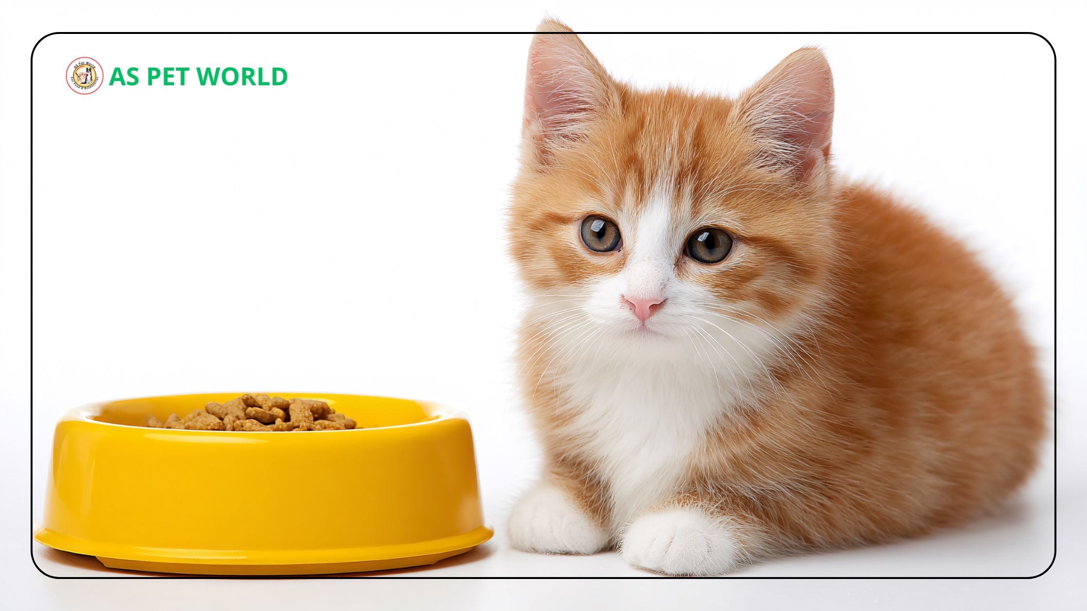 Best Drools Cat Food Variants for Weight Management