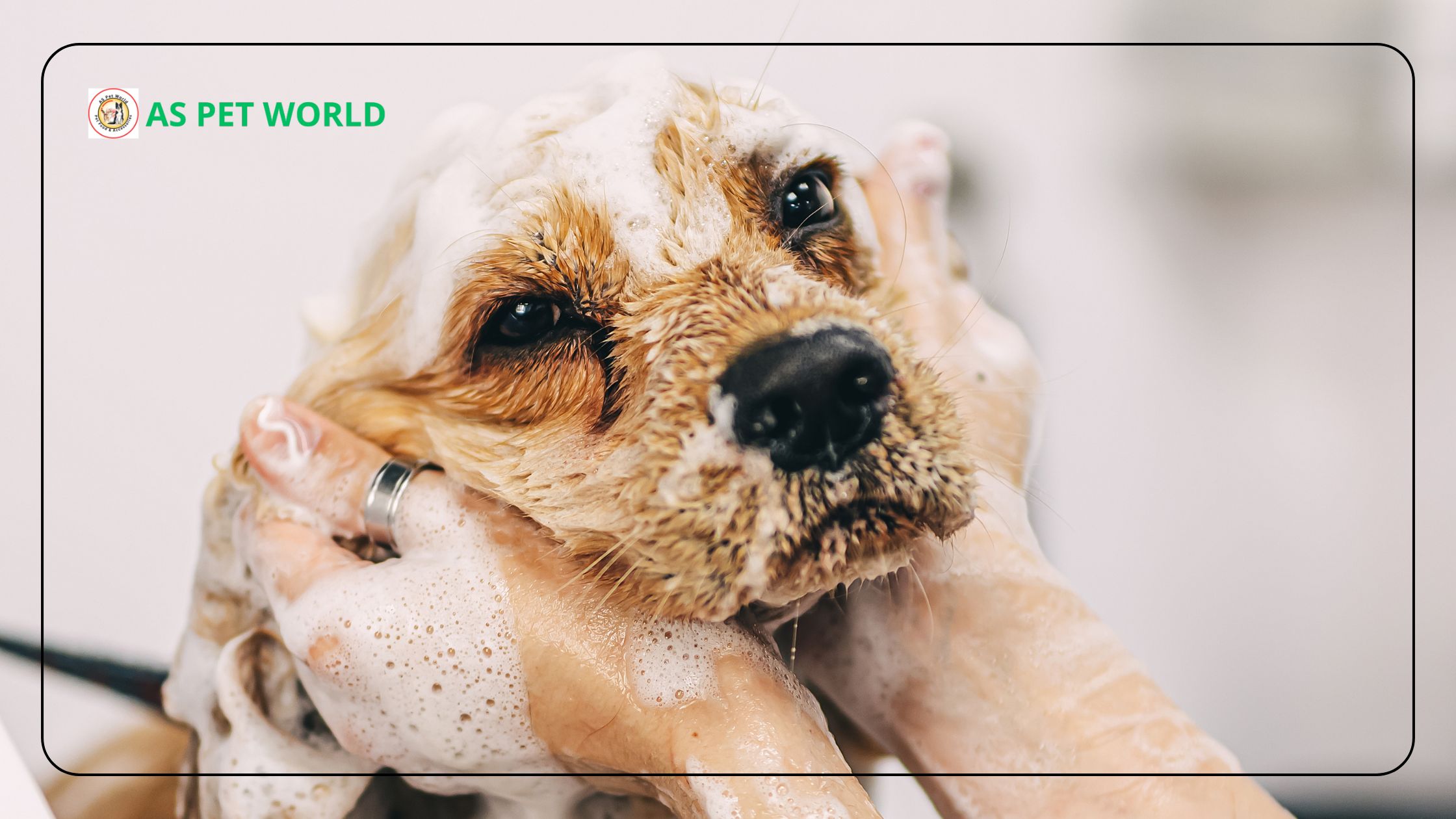 Best Grooming Pet Care Products – Shampoos, Brushes & Conditioners