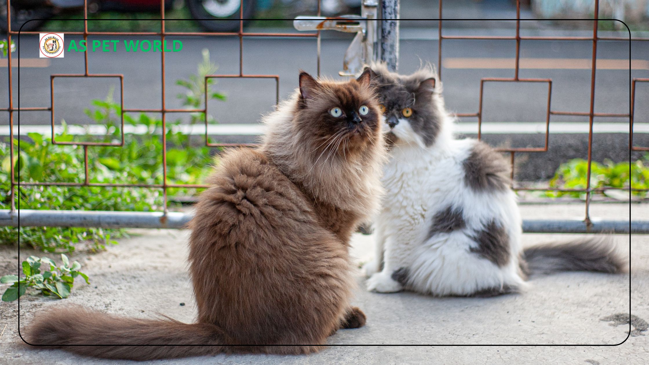 Complete Persian Cat Food List – Best Options for Healthy Growth