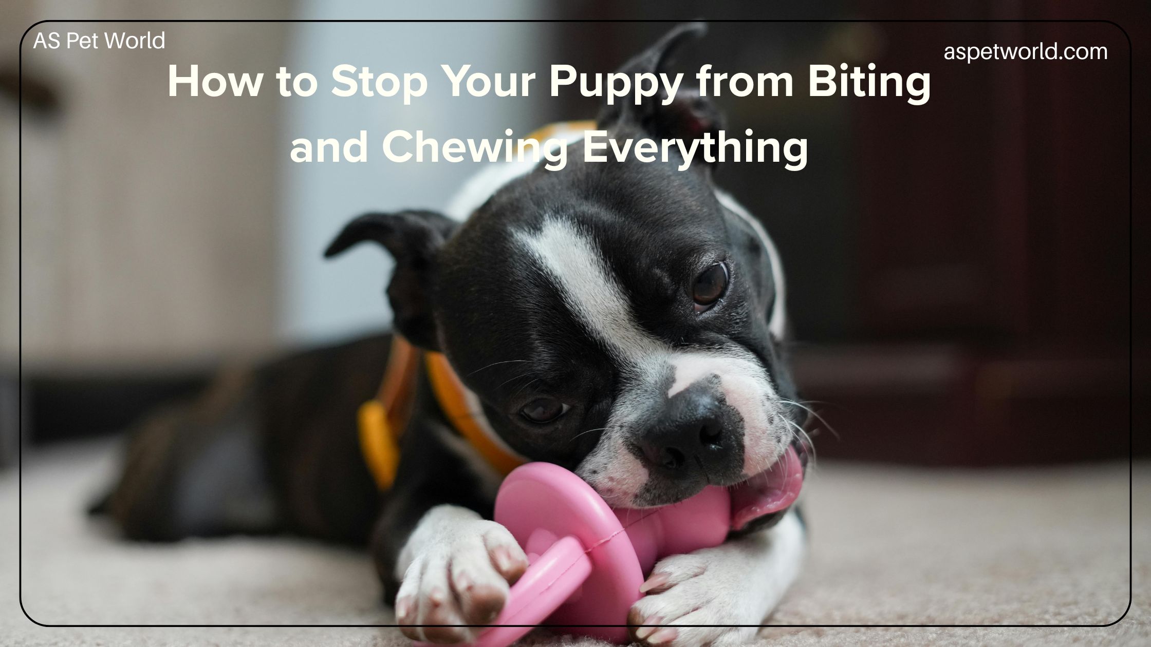 How to Stop Your Puppy from Biting and Chewing Everything