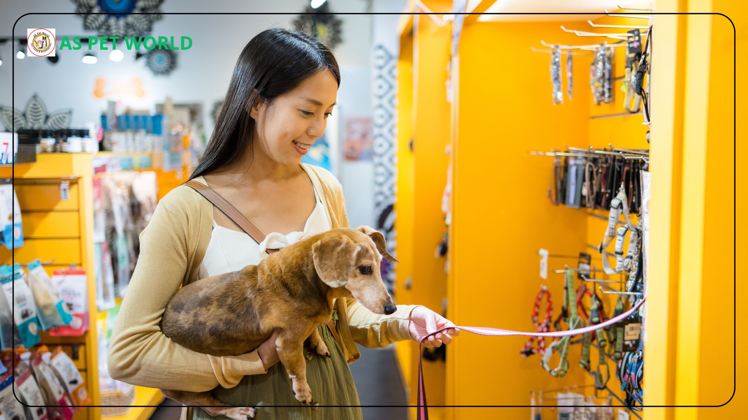 Near Me Pet Store for Dog Food, Cat Food, and Accessories – Greater Noida Picks