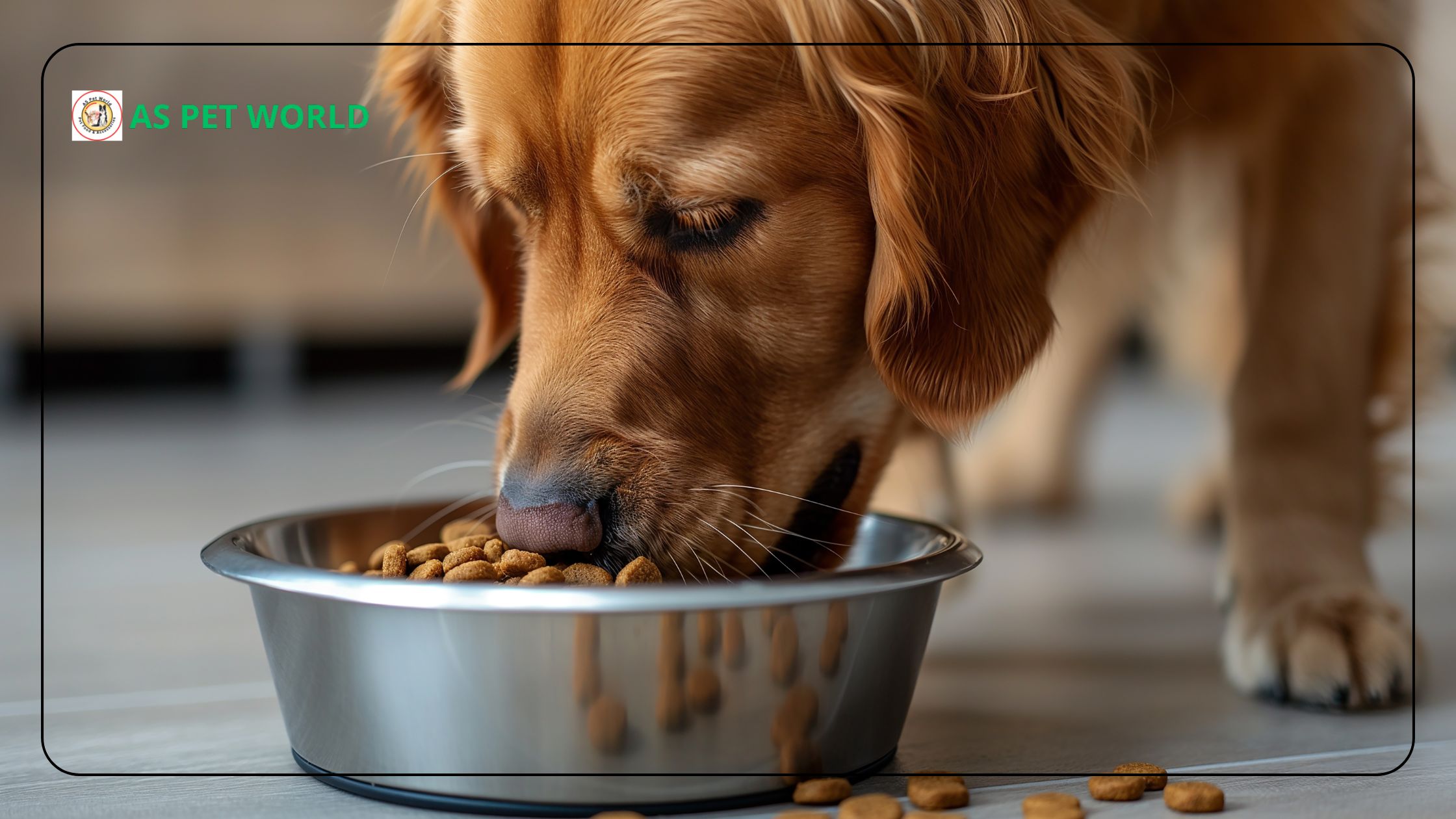 Why Vets Recommend Pedigree Pro Adult Large Breed for Big Dogs