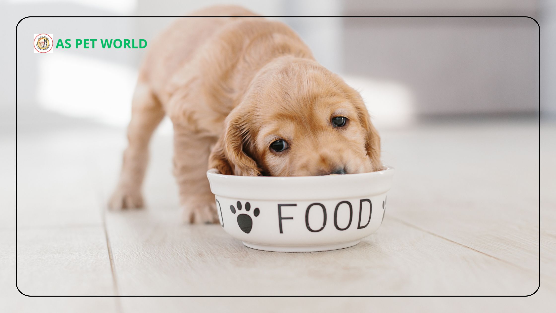Benefits of Feeding Drools Puppy Food to Your Pet