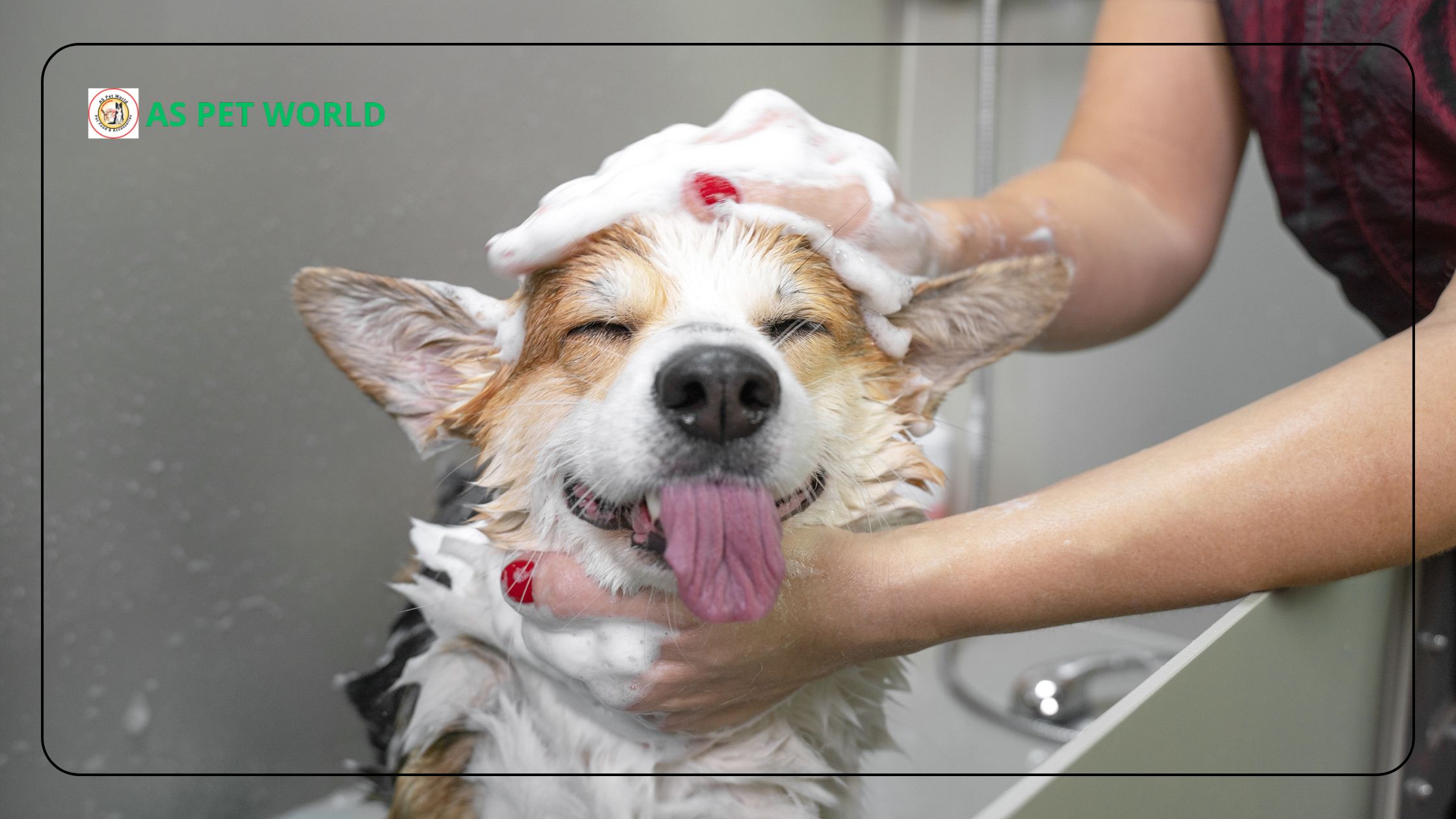 Top Benefits of Using Lozalo Dog Shampoo for Healthy Skin & Coat