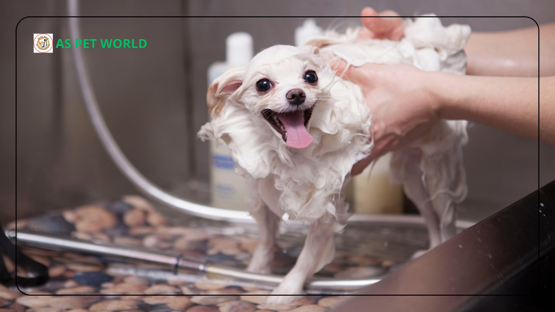 Why Pet Parents Are Switching to Lozalo Dog Shampoo